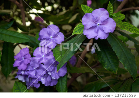 Purple flower thriving on a bush with green foliage. Botanical beauty in natural habitat. Spring blossom for vibrant garden design. Brunfelsia pauciflora Purple flower thriving on a bush with green foliage. Botanical beauty in natural habitat. Spring blossom for vibrant garden design. Brunfelsia pauciflora 137215559