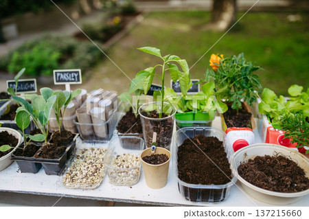 Growing vegetables and herb seedlings, close up on table with plants. Growing vegetables and herb seedlings, close up on table with plants. 137215660