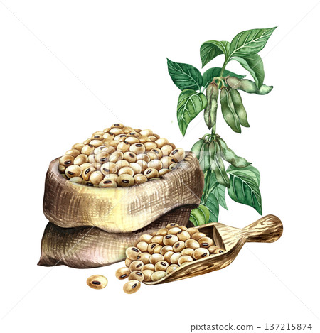 Soybeans in a burlap bag and a soybean stalk with pods and leaves. Hand-drawn watercolor illustration. Perfect for creating product labels, posters, banners, menus, and more. 137215874