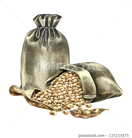Burlap bags with soybeans and a wooden scoop. Hand-drawn watercolor illustration. Perfect for creating product labels, posters, banners, menus, and more. Burlap bags with soybeans and a wooden scoop. Hand-drawn watercolor illustration. Perfect for creating product labels, posters, banners, menus, and more. 137215875