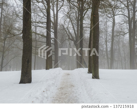 Snow blankets a quiet forest path 137215918