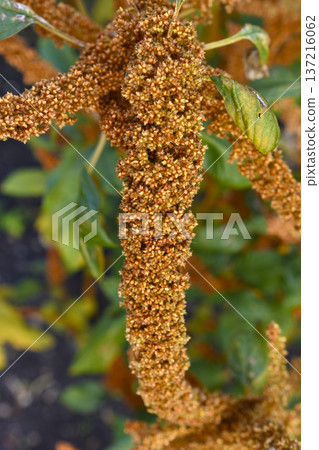Yellow amaranth flowers in the summer garden. Amaranth in the rays of the sun. 137216062