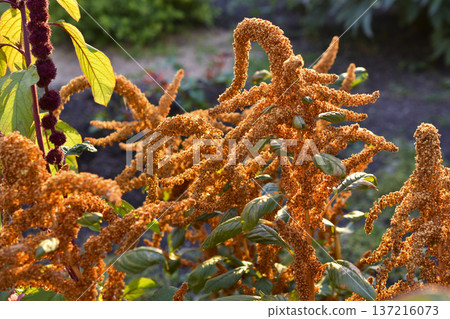 Yellow amaranth flowers in the summer garden. Amaranth in the rays of the sun. 137216073