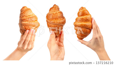 Female Hands Holding Fresh Croissants Isolated on White Female Hands Holding Fresh Croissants Isolated on White 137216210