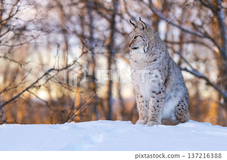 Majestic Lynx in Winter Forest Majestic Lynx in Winter Forest 137216388