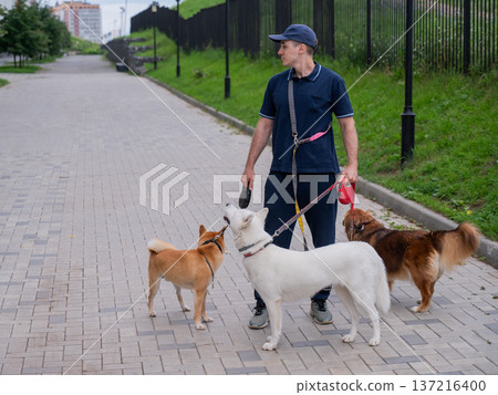A man walks three different dogs. A man walks three different dogs. 137216400