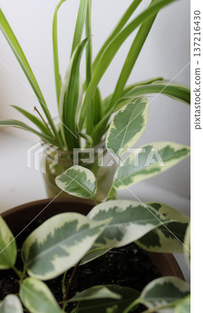 Leaves Of Spider Plant And Ficus Plant In A Pot On Home Windowsill Leaves Of Spider Plant And Ficus Plant In A Pot On Home Windowsill 137216430