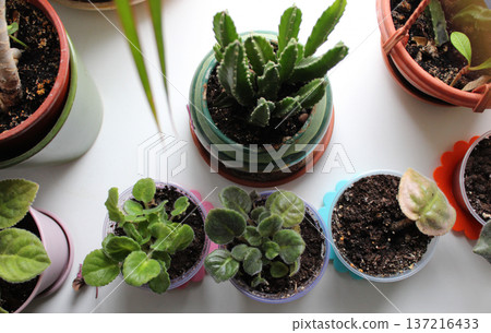 Houseplants in variety plant pots on clean white windowsill at home top view Houseplants in variety plant pots on clean white windowsill at home top view 137216433