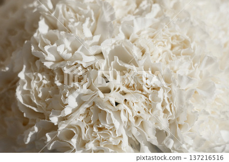 Detailed Macro Photograph Of White Carnation With Subtle Shadows Detailed Macro Photograph Of White Carnation With Subtle Shadows 137216516