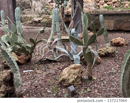 Cactus garden with diverse succulents and rocky terrain showcasing arid landscape plants Cactus garden with diverse succulents and rocky terrain showcasing arid landscape plants 137217064