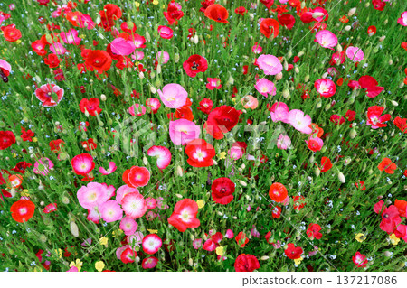 Blooming red and pink poppies scattered across lush green meadow Blooming red and pink poppies scattered across lush green meadow 137217086