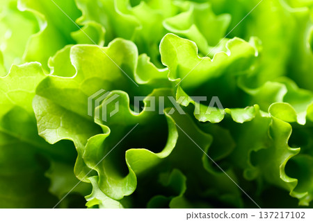 Close up shot of vibrant salad greens featuring curly lettuce leaves Close up shot of vibrant salad greens featuring curly lettuce leaves 137217102