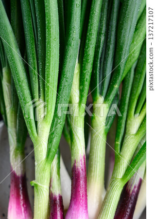 Detailed close up of spring onion stems and leaves 137217107