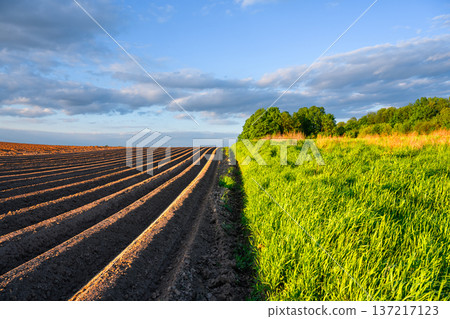 Golden light illuminating fresh soil furrows beside Golden light illuminating fresh soil furrows beside 137217123