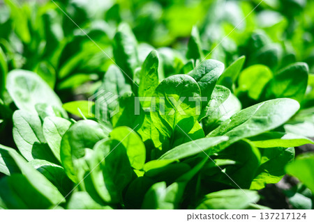 Green spinach leaves developing in home vegetable bed Green spinach leaves developing in home vegetable bed 137217124
