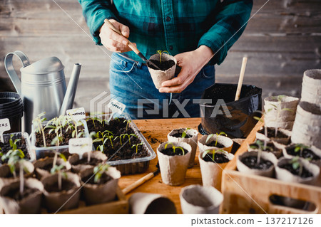 Man holding peat cup with young tomato seedling 137217126