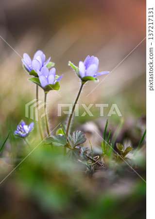 Pair of light purple wildflowers standing in green grass Pair of light purple wildflowers standing in green grass 137217131
