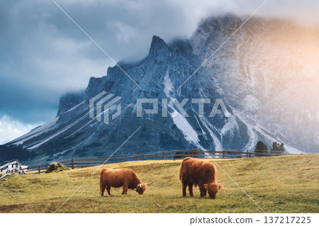 Two Scottish Highland cows grazing on alpine meadow near mountain Two Scottish Highland cows grazing on alpine meadow near mountain 137217225