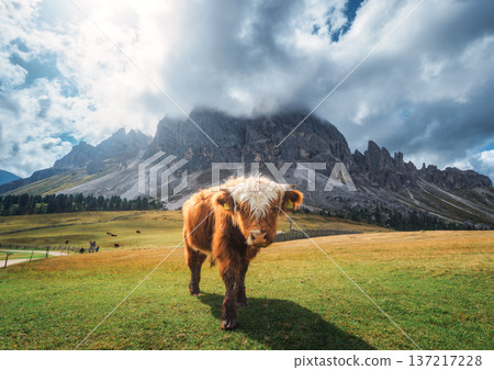 Scottish Highland cow standing on alpine meadow in mountains Scottish Highland cow standing on alpine meadow in mountains 137217228