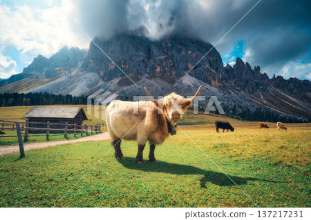 Scottish Highland cow standing on alpine meadow in mountains Scottish Highland cow standing on alpine meadow in mountains 137217231