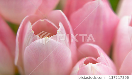 Close-up view of pink tulip flowers with delicate petals and soft textures, showcasing their natural beauty in a vibrant floral arrangement 137217296