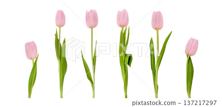 Pink tulips arranged in a row with varying heights and positions, showcasing delicate petals and green leaves against a white background Pink tulips arranged in a row with varying heights and positions, showcasing delicate petals and green leaves against a white background 137217297