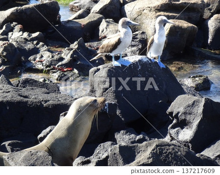 加拉巴哥群島：一對藍腳鰹鳥 137217609