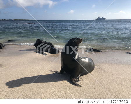 加拉巴哥群島：伊莎貝爾島上的海獅 137217610