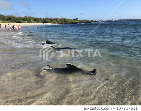 Galapagos Islands: Sea lions swimming along the coast Galapagos Islands: Sea lions swimming along the coast 137217611
