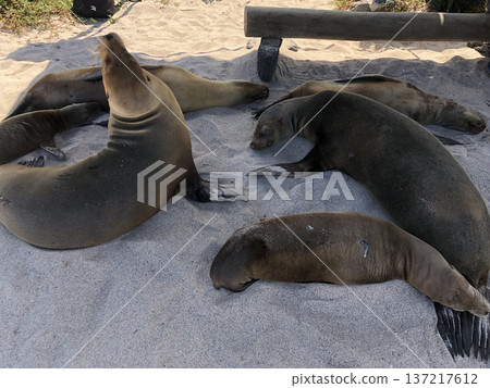 Galapagos Islands: Wild sea lions Galapagos Islands: Wild sea lions 137217612