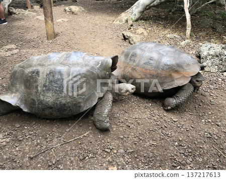 加拉巴哥群島:加拉巴哥巨龜 加拉巴哥群島:加拉巴哥巨龜 137217613