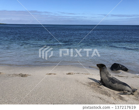 加拉巴哥群島：太平洋和海獅 137217619