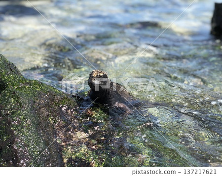 加拉巴哥群島：海鬣蜥進食 137217621