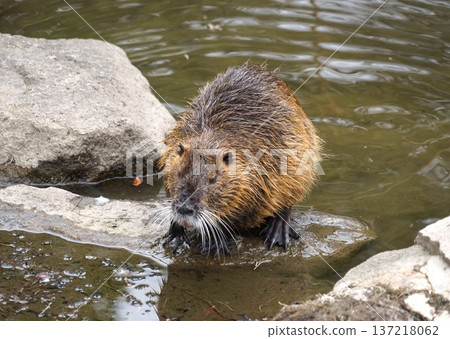 Nutria Nutria 137218062