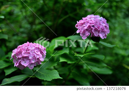 Pink hydrangeas shining in the sunlight during a clear day in the rainy season Pink hydrangeas shining in the sunlight during a clear day in the rainy season 137218076