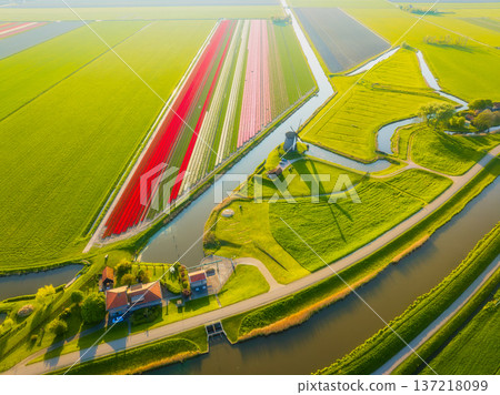 Aerial view of vibrant tulip fields in the Netherlands at sunrise. Traditional Dutch windmill Aerial view of vibrant tulip fields in the Netherlands at sunrise. Traditional Dutch windmill 137218099