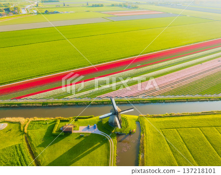 Aerial view of vibrant tulip fields in the Netherlands at sunrise. Traditional Dutch windmill Aerial view of vibrant tulip fields in the Netherlands at sunrise. Traditional Dutch windmill 137218101
