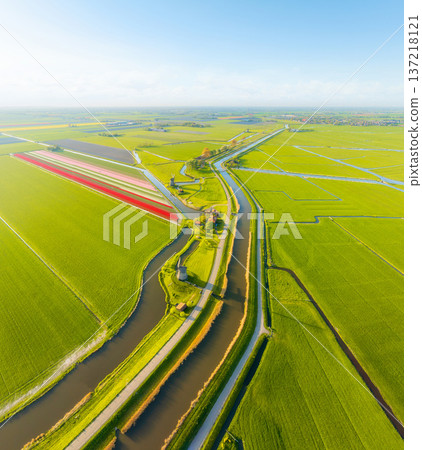Aerial view of vibrant tulip fields in the Netherlands at sunrise. Traditional Dutch windmill Aerial view of vibrant tulip fields in the Netherlands at sunrise. Traditional Dutch windmill 137218121
