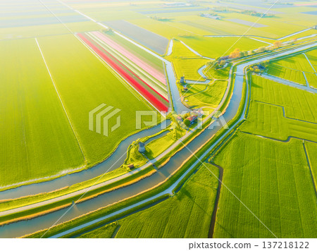 Aerial view of vibrant tulip fields in the Netherlands at sunrise. Traditional Dutch windmill Aerial view of vibrant tulip fields in the Netherlands at sunrise. Traditional Dutch windmill 137218122