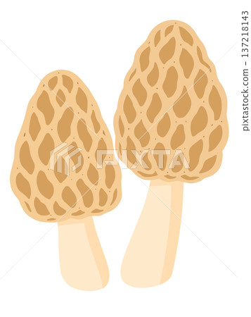 莫雷爾 莫雷爾 137218143