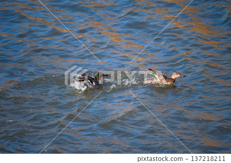A series of photos of ducklings chasing each other on the Yasuragi Bank of the Shinano River (2/4) 137218211