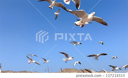 Birds Fly High. Highaltitude Gulls Shimmer With Feathers Over Seaside Landscape. Birds Take Flight As Seagulls Traverse Bright And Expansive Blue Heavens Above Coastlines 137218315
