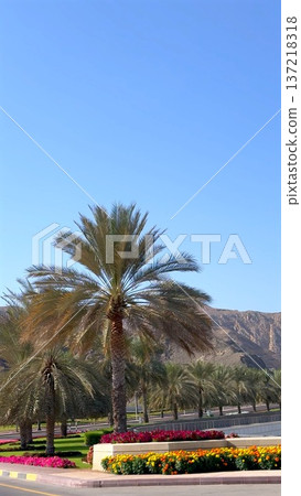Palm Cluster Framing Mountain And Colorful Floral Beds Near Trimmed Lawn, Clear Blue Sky, Orderly Planting And Distant Rocky Ridge Creating Welcoming Gateway Vibe 137218318