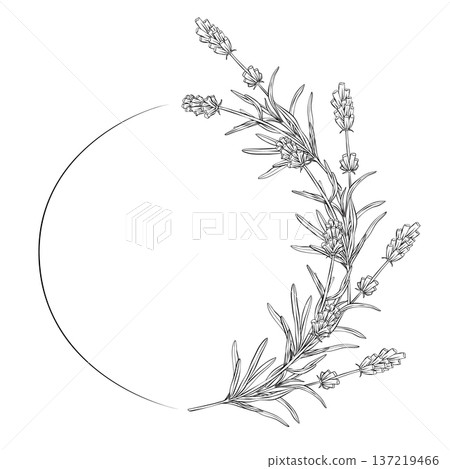 Black and white line art illustration of lavender flowers forming circular frame. Detailed outline botanical drawing in elegant vector style for natural branding, packaging, print design Black and white line art illustration of lavender flowers forming circular frame. Detailed outline botanical drawing in elegant vector style for natural branding, packaging, print design 137219466