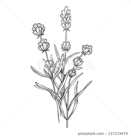Lavender branches hand drawn vector outline illustration. Botanical clipart in black and white monochrome style. Elegant floral bouquet for wedding invitations branding, packaging, cards and templates Lavender branches hand drawn vector outline illustration. Botanical clipart in black and white monochrome style. Elegant floral bouquet for wedding invitations branding, packaging, cards and templates 137219470