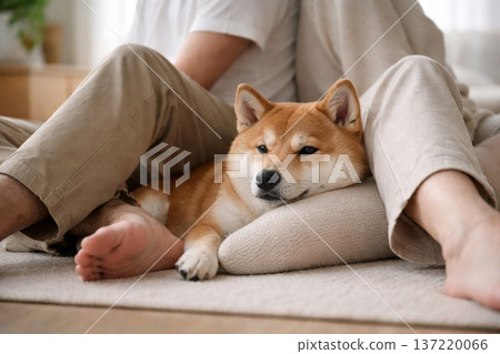 清晨的特寫鏡頭，紅色柴犬背對背站著，拍攝它們的腳部特寫。 137220066