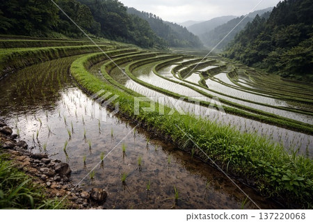 陰天下,陽光在稻田梯田上匯聚成美麗的曲線。 陰天下,陽光在稻田梯田上匯聚成美麗的曲線。 137220068