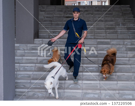 A man walks three different dogs. A man walks three different dogs. 137220506