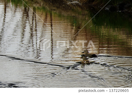 Gadwall 137220605
