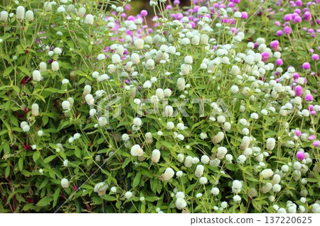 Refreshing Globetrotter Flowers Refreshing Globetrotter Flowers 137220625